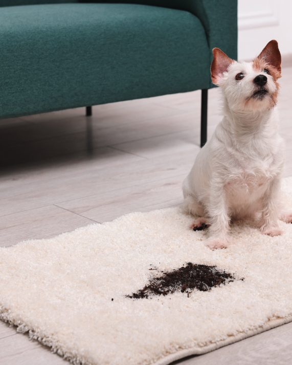 pet stain area rug bay shore