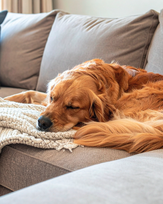 couch pet stain and odor treatment babylon